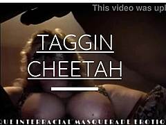 Taggin Cheetahs wulpse reis in een intense interraciale ontmoeting